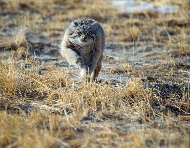 Лесной кот Манул