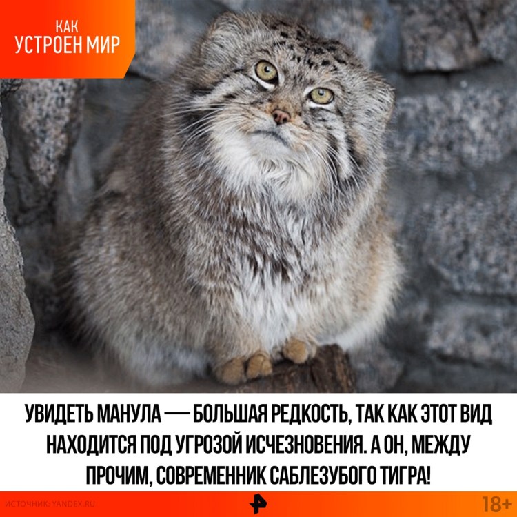 Всемирный день манула