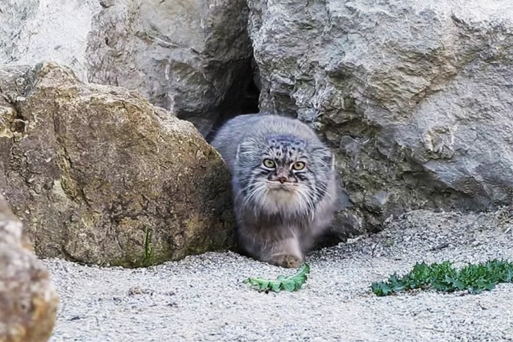 Ижевск зоопарк Манул