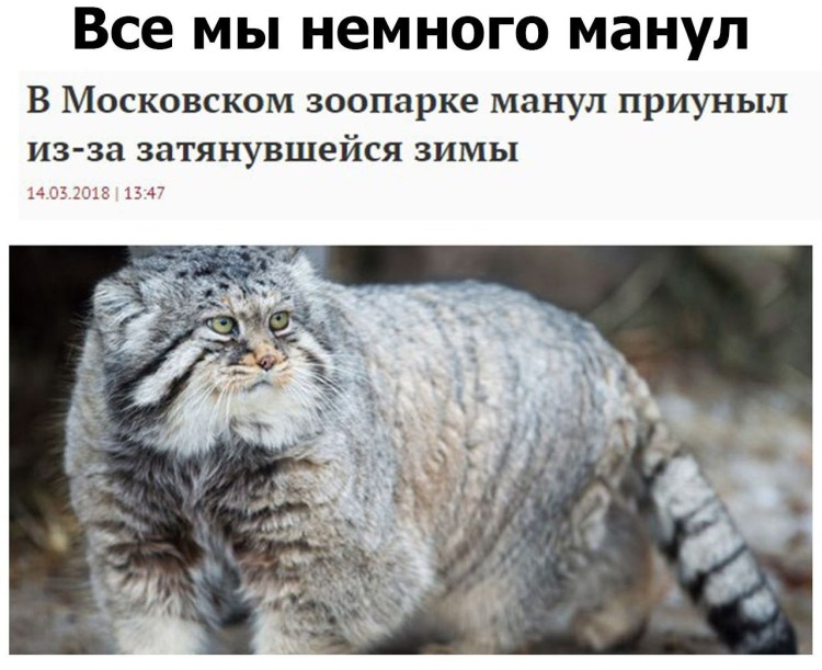 Манул лапки