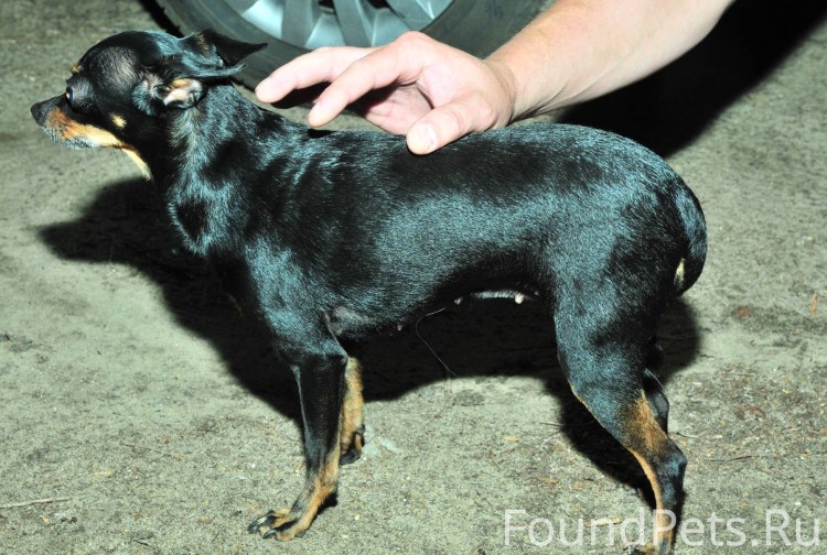 Армавирский тойтерьер