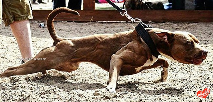 Американский питбультерьер злой