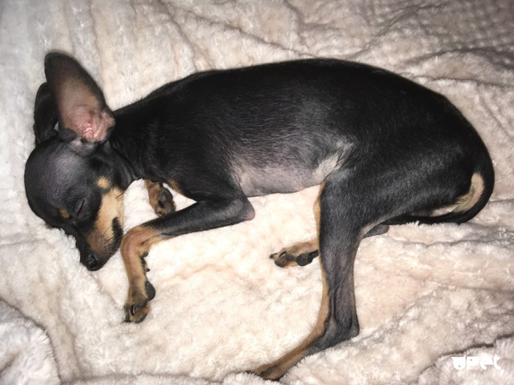 Той терьер сзади