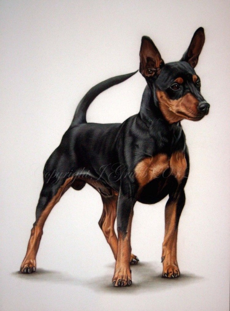 Пинчер терьер