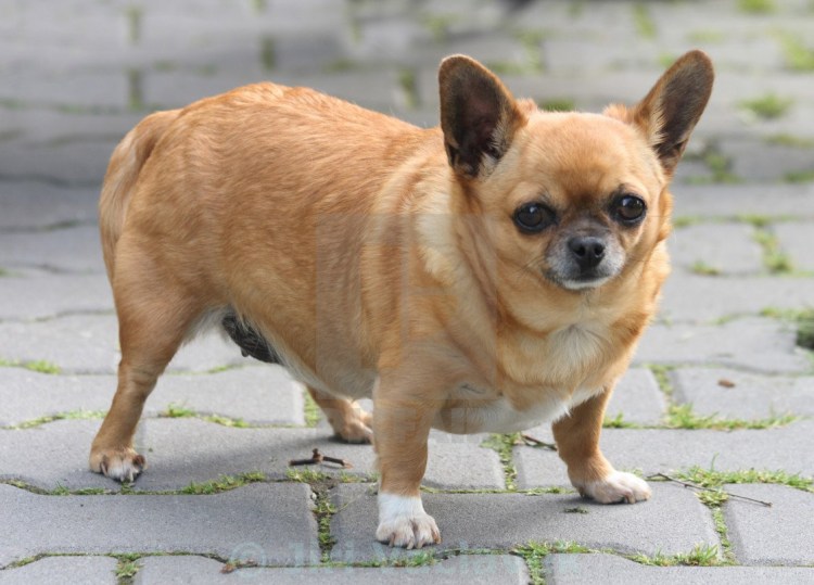 Американский стаффордширский терьер злой