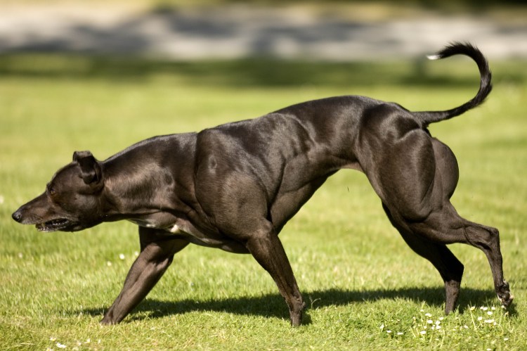 Булли Уиппет