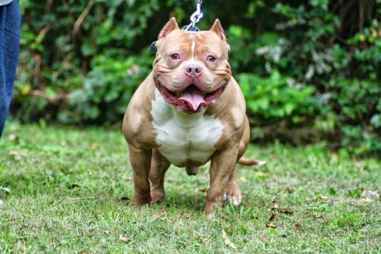 Американский булли терьер
