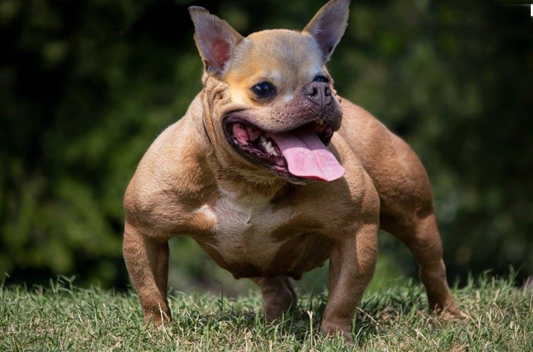 Лысый бульдог