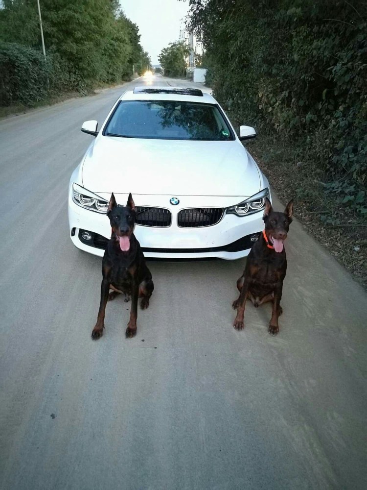 BMW x5 и Доберман