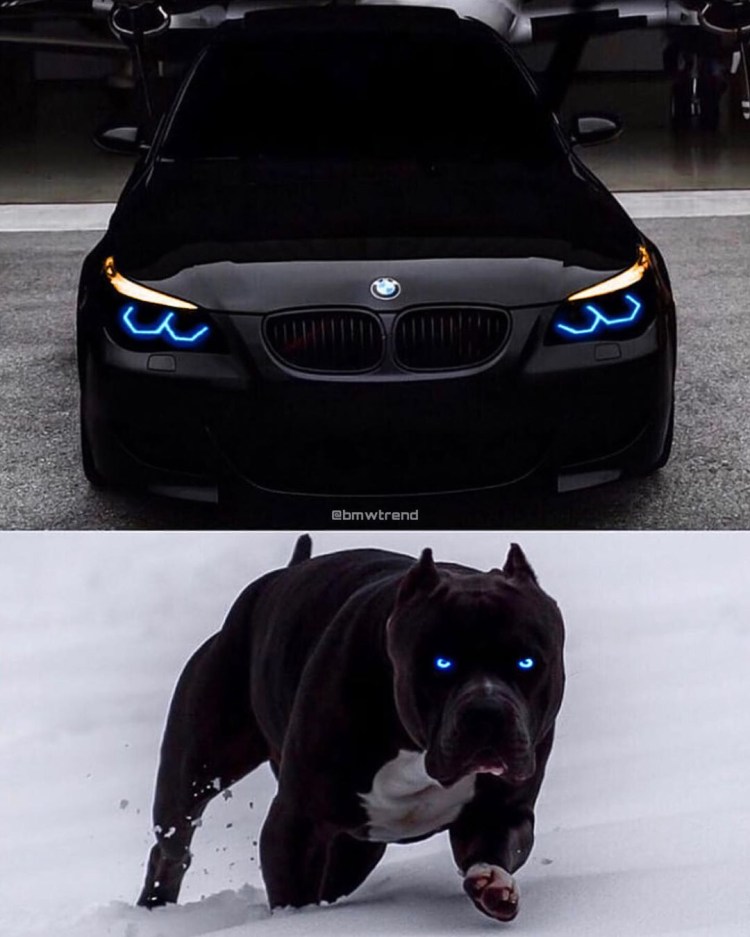 БМВ м5 пантера