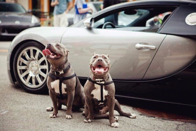 Питбуль в машине