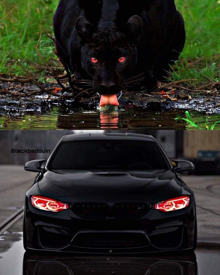 БМВ питбуль м5