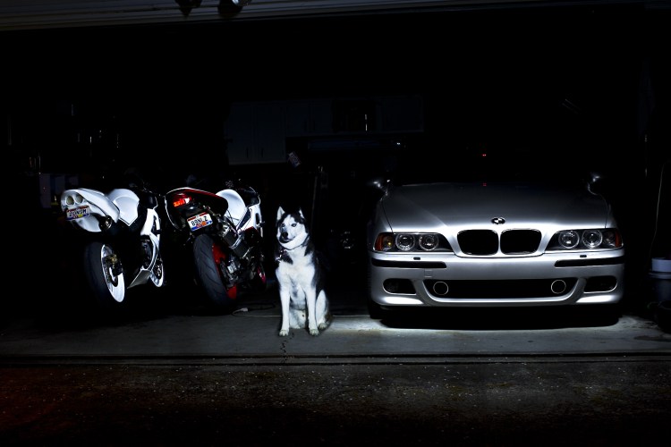 BMW И питбуль