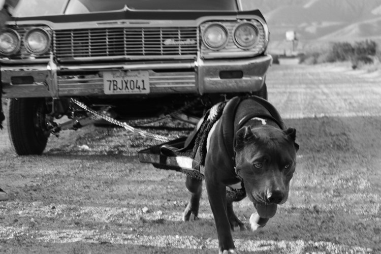 Собака бандит