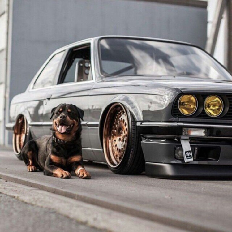 Крутые Тачки с собаками