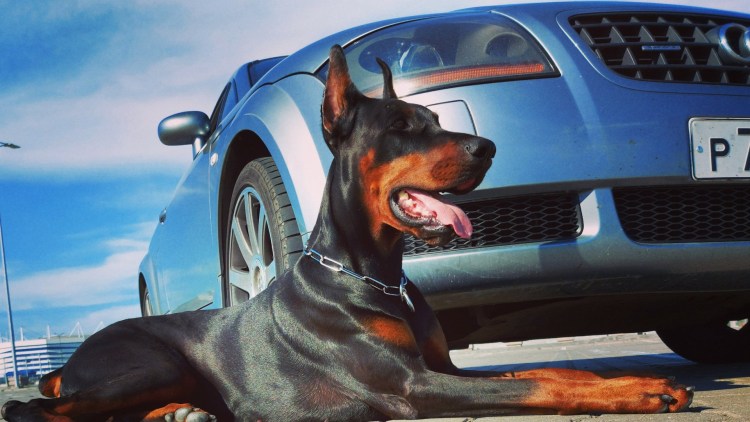 Доберман гуччи