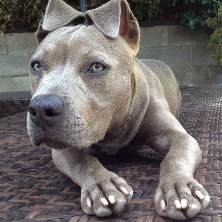 Езн535 собака