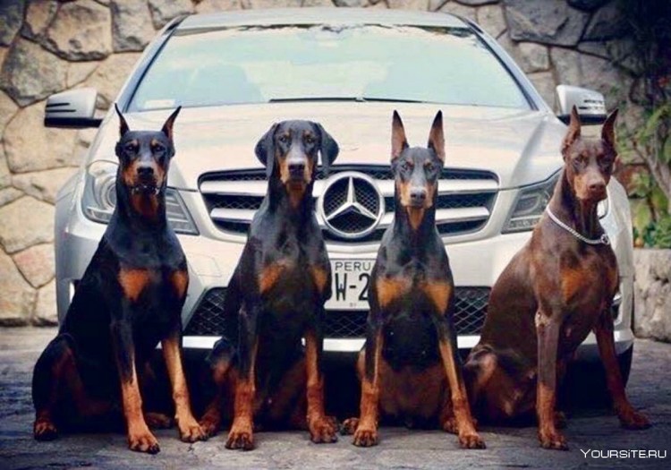 Доберман и Мерседес