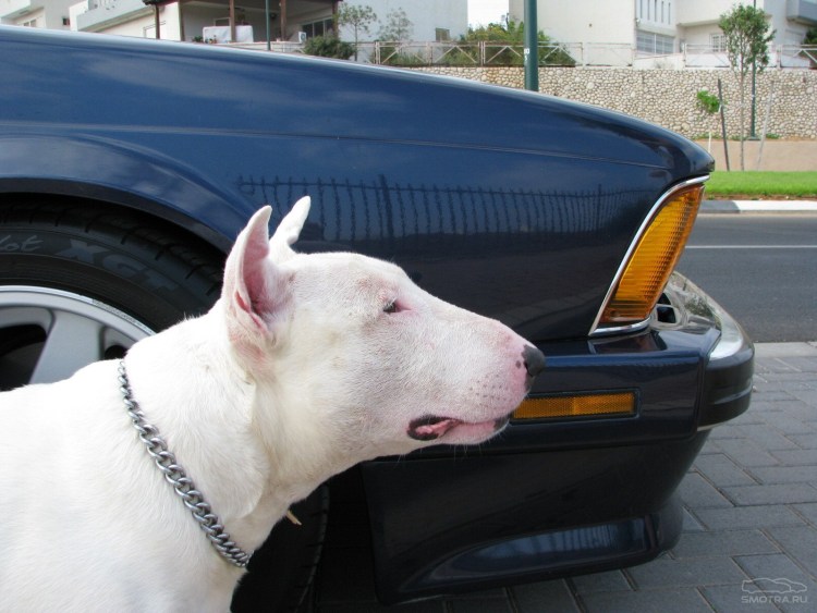 Бультерьер в машине