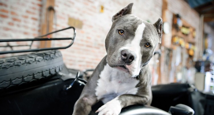 Стафф в машине