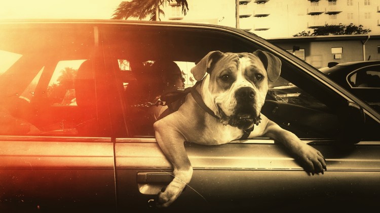 Собака на фоне машины