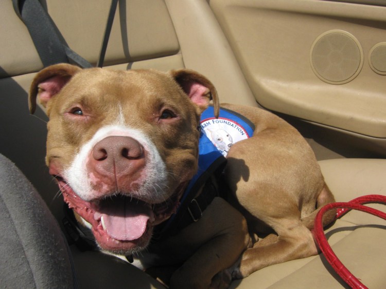 Питбуль в машине