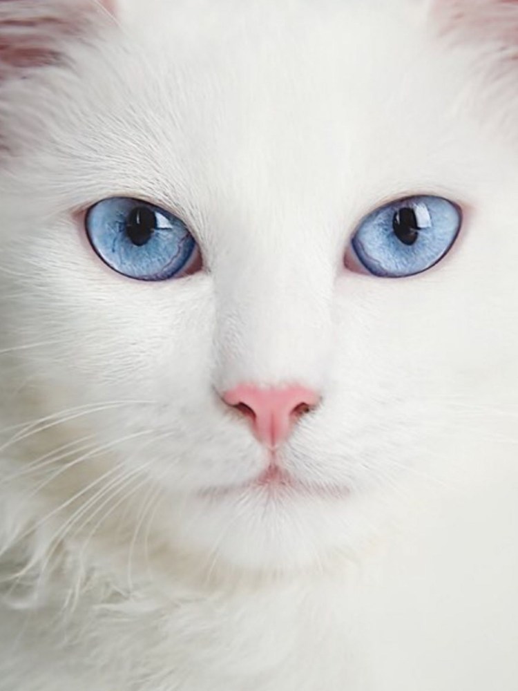 Злой белый кот с голубыми глазами