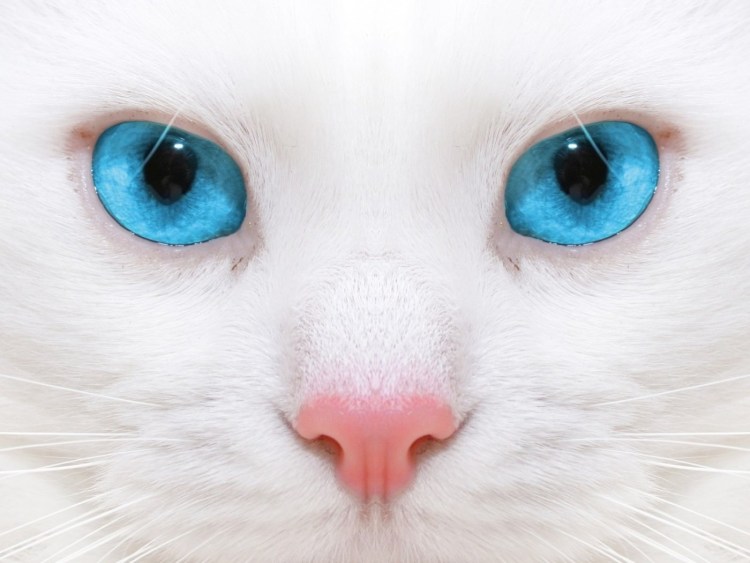 Морда Персидского кота
