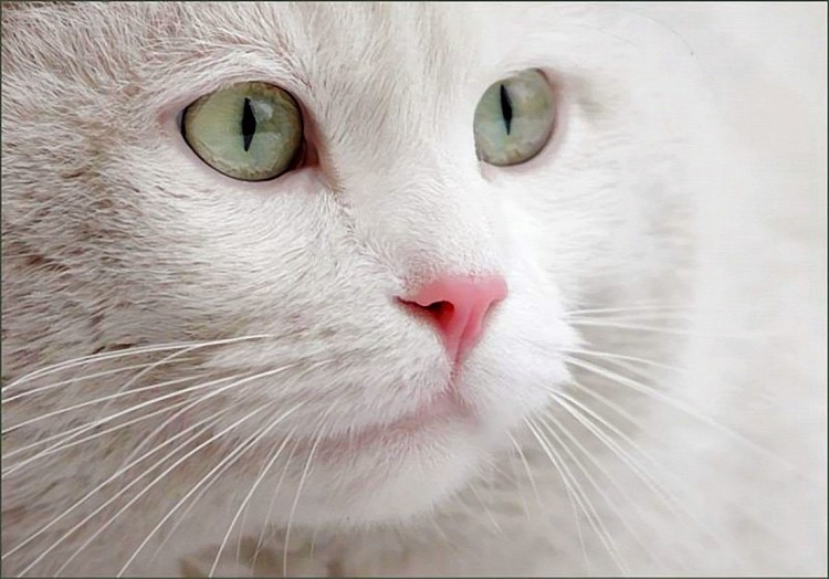 Морда кошки с голубыми глазами