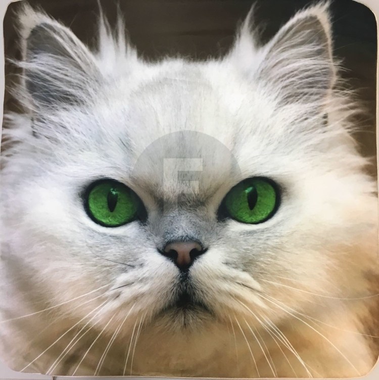 Белая кошка мордочка