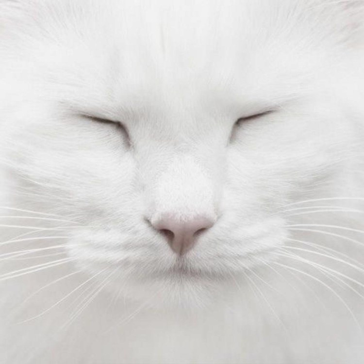 Белая кошка с голубыми глазами