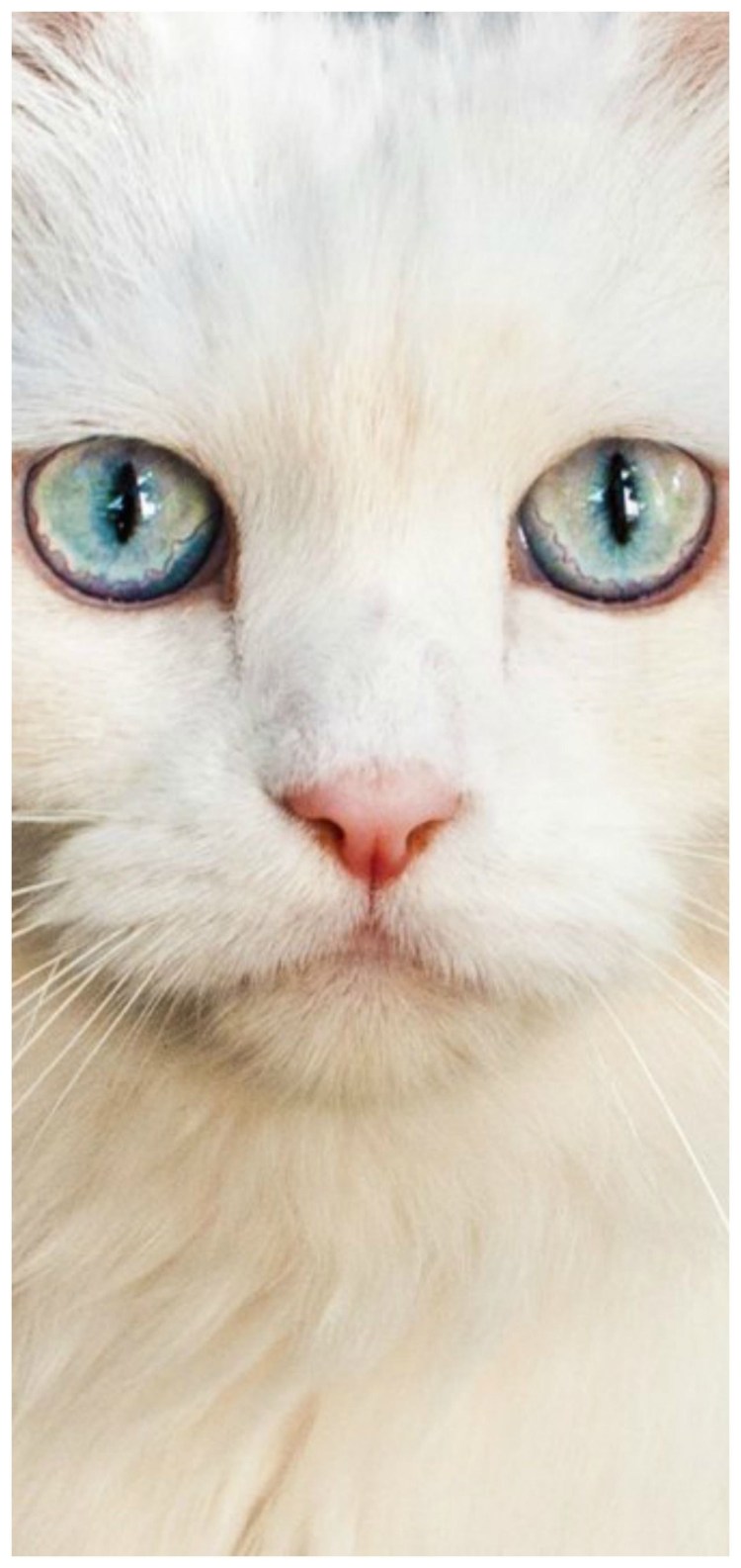 Белый кот с зелеными глазами