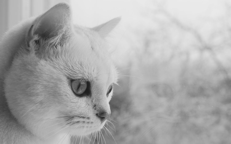 Морда белой кошки