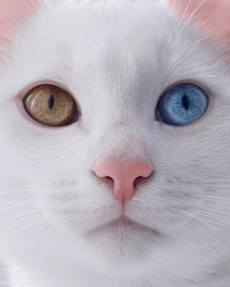 Белая кошка с зелеными глазами