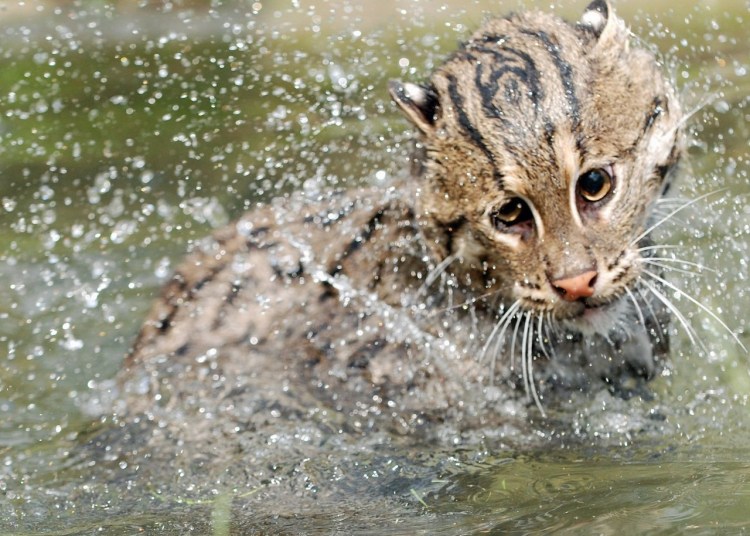 Кот рыболов виверровая кошка