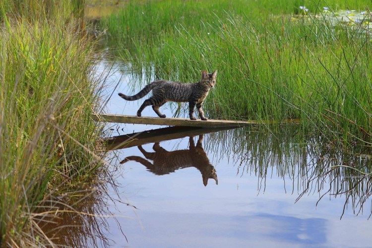 Камышовый кот рыболов