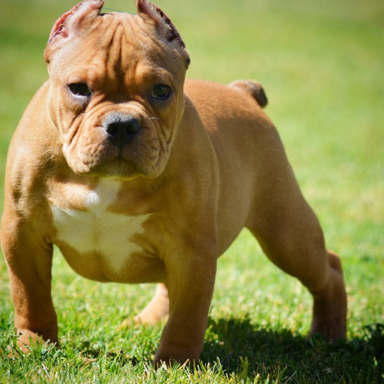 Булли Экзотик щенки