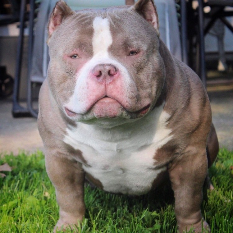 Американский булли покет