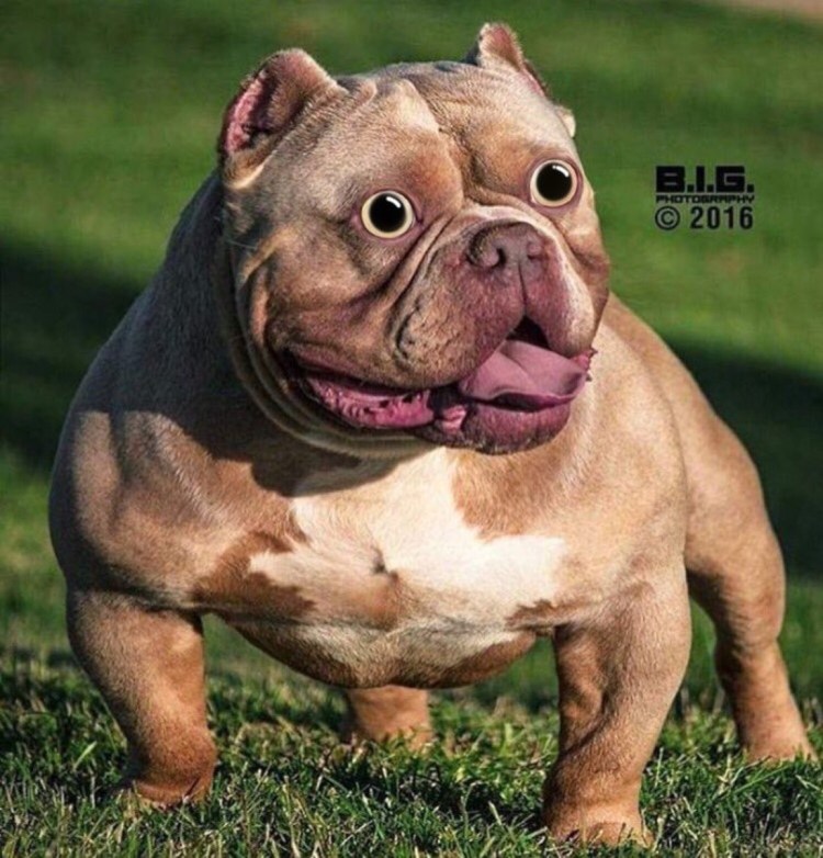 Американский бульдог экзот