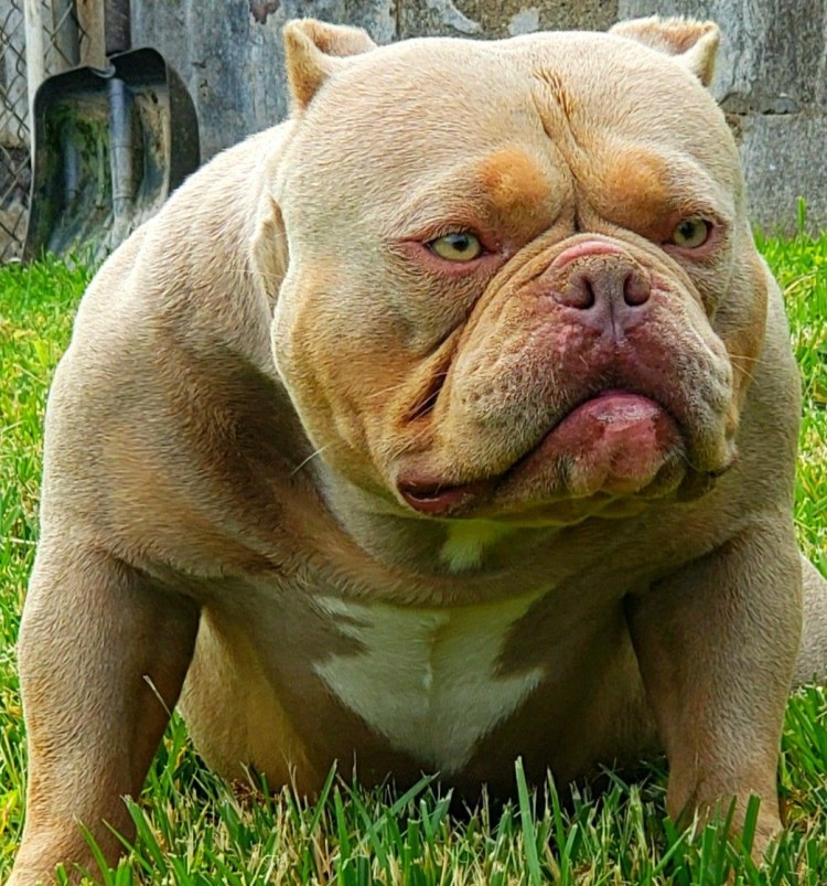 Американский булли Экзотик
