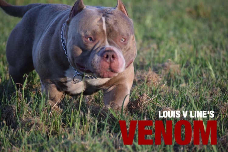 Веном американский булли
