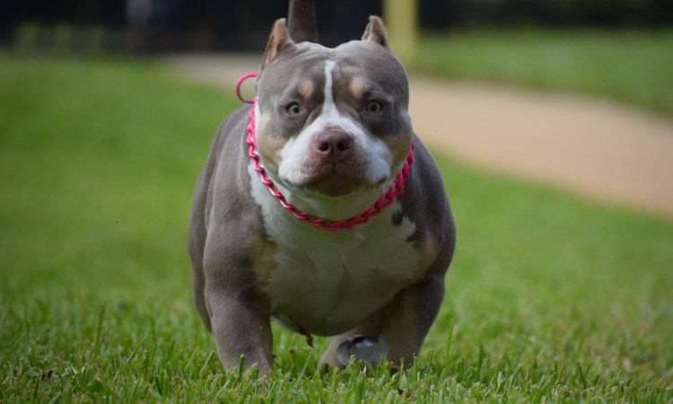 Американский булли серый