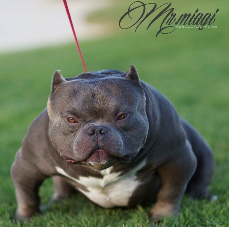 Американский булли покет