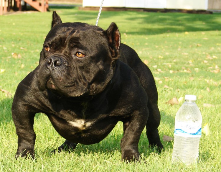 Булли порода собак черный