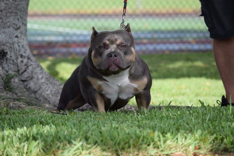 Американский булли экзот