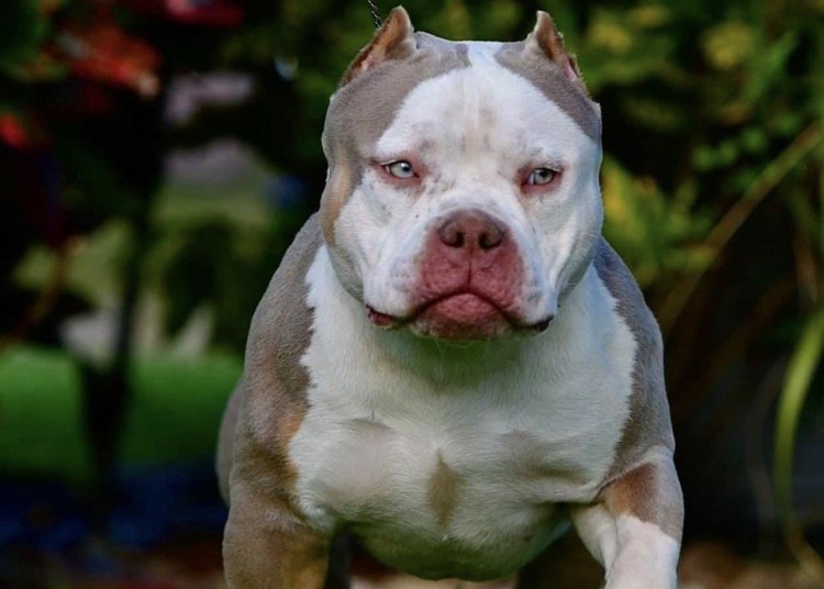 Микро покет булли