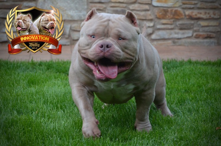 Американский булли Дакс