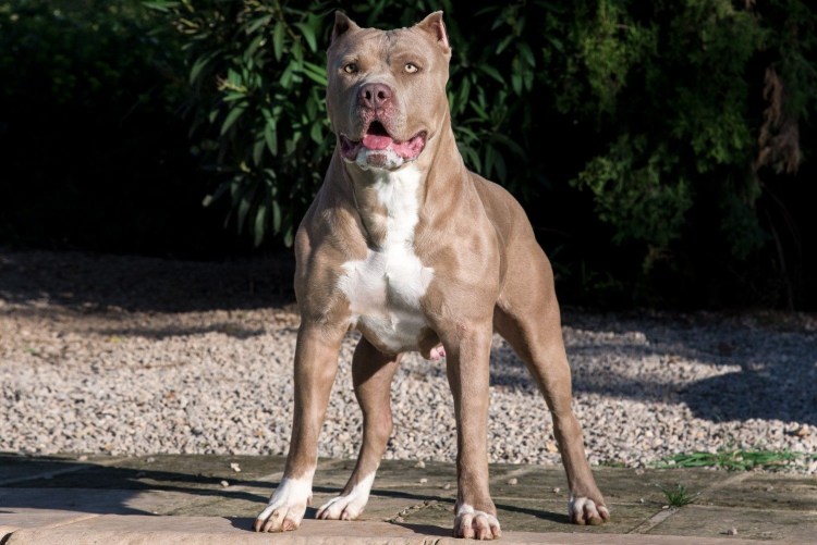 Американ булли XL