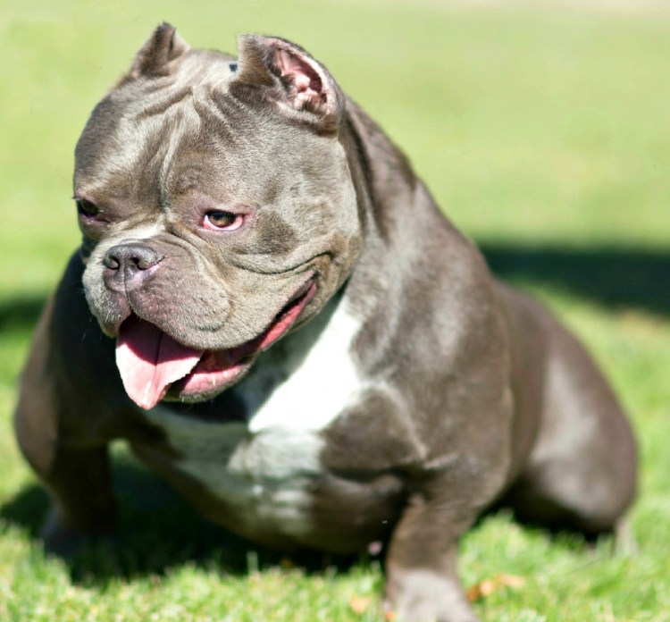 Булли Экзотик щенки