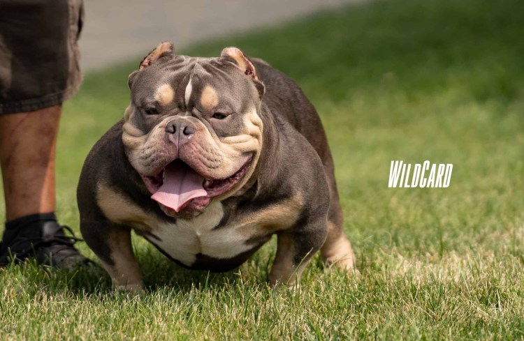 Американский булли Экзотик